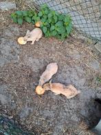 Dwerg konijntjes, Dieren en Toebehoren, Konijnen, Mannelijk, Dwerg, 0 tot 2 jaar