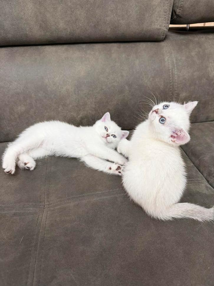 Britse korthaar kittens, Dieren en Toebehoren, Katten en Kittens | Raskatten | Korthaar, Meerdere dieren, 0 tot 2 jaar