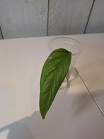 Monstera oblique filamentous stek, Ophalen of Verzenden, Halfschaduw, Minder dan 100 cm