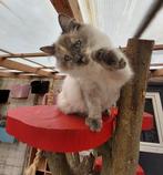 Hypo allergeen Neva masquerade en Siberische kittens, Dieren en Toebehoren, Poes, Gechipt, 0 tot 2 jaar