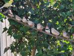 Zebravinken te koop, Dieren en Toebehoren, Vogels | Overige Vogels, Meerdere dieren, Tropenvogel