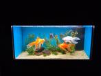 Juwel aquarium 80x30x35cm met grote sluierstaarten, Dieren en Toebehoren, Vissen | Aquaria en Toebehoren, Ophalen, Zo goed als nieuw