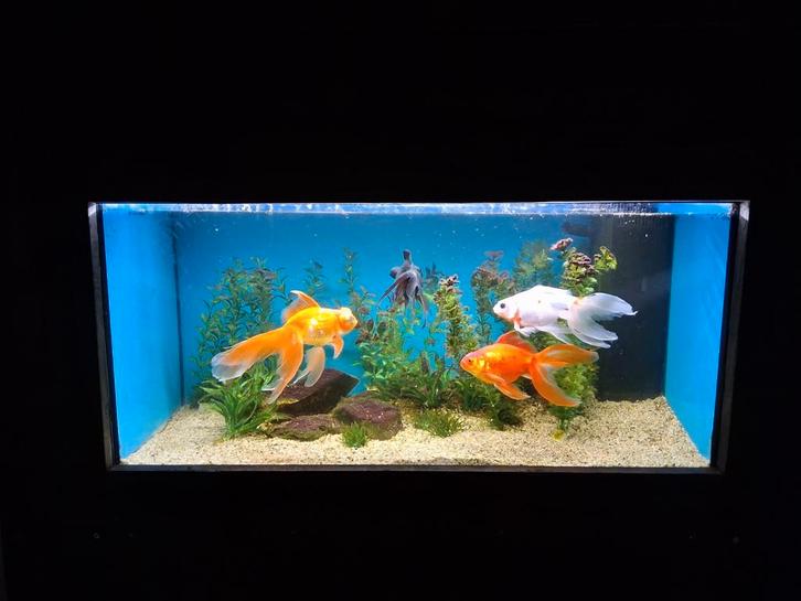 Juwel aquarium 80x30x35cm met grote sluierstaarten, Dieren en Toebehoren, Vissen | Aquaria en Toebehoren, Zo goed als nieuw, Leeg aquarium