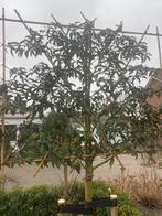 Lei Portugese laurier in div stam hoogten groenblijvend, Tuin en Terras, Planten | Bomen, Ophalen of Verzenden, Halfschaduw, Leiboom