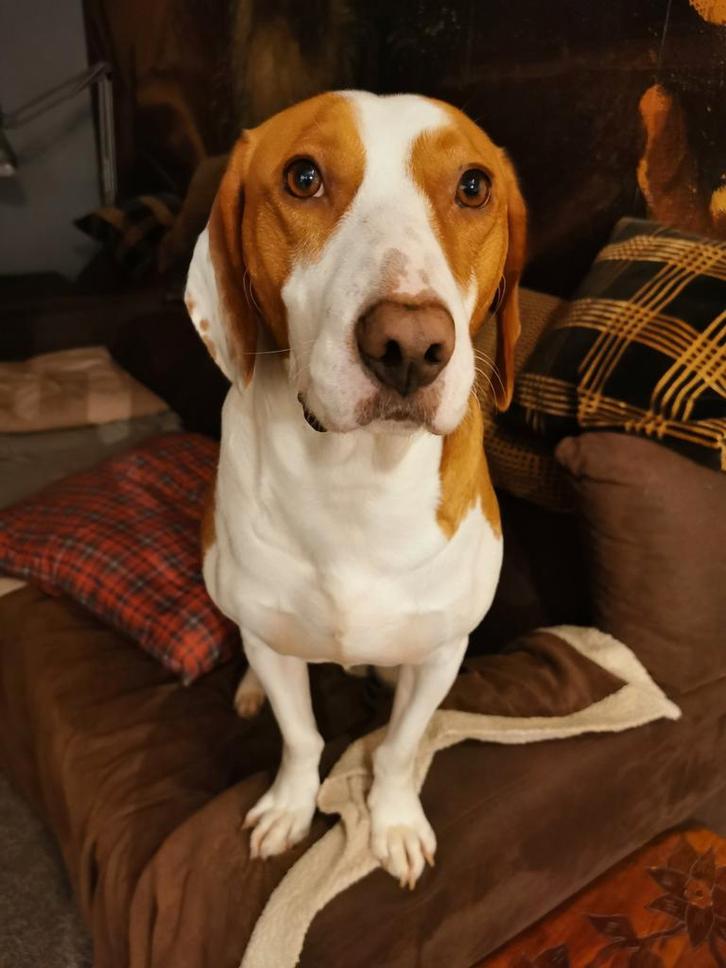 Bob zoek baasje, liefst een heer, Dieren en Toebehoren, Honden | Niet-rashonden, Reu, Particulier, Eén hond, Buitenland, 1 tot 2 jaar