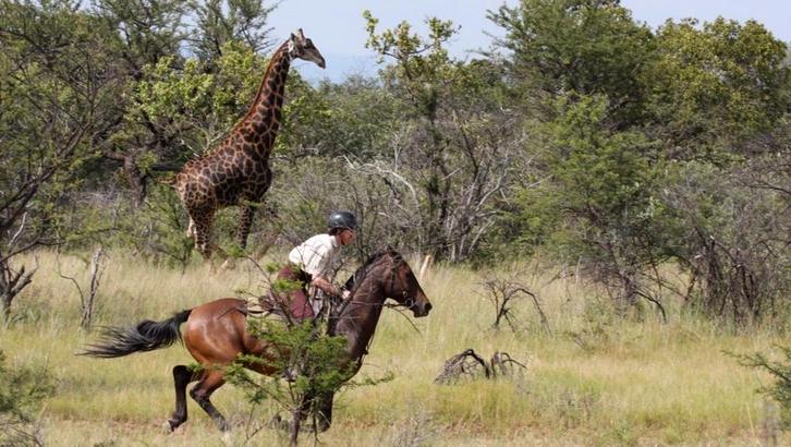 Bijrijder verzogster gezocht voor sport paarden, Dieren en Toebehoren, Stalling en Weidegang