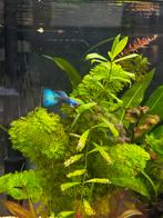 Jonge Blue Moscow Guppen, Vis