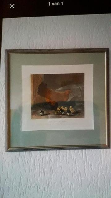 Schilderij Hen met Kuikens, Lijst 50x50 beschikbaar voor biedingen