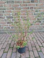 Boeren Jasmijn, Volle zon, Vaste plant, Zomer, Ophalen