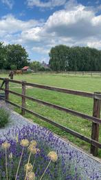 Pensionstalling Didam, Dieren en Toebehoren, Stalling en Weidegang, Stalling