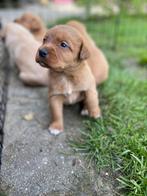 Prachtige Nova Scotia Duck Tolling Retriever x Labrador pups, Dieren en Toebehoren, CDV (hondenziekte), Particulier, Meerdere