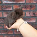 Lief & tam konijntje gezocht?, Dieren en Toebehoren, Konijnen, Meerdere dieren, Dwerg, Hangoor, 0 tot 2 jaar