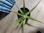 Te koop Aloë Vera planten verschillende grote, Ophalen, Zomer, Overige soorten, Volle zon