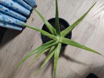 Te koop Aloë Vera planten verschillende grote  beschikbaar voor biedingen