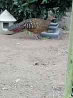 Swinhoe fazant hen, Dieren en Toebehoren, Vrouwelijk, Overige soorten