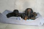Langhaar dwerg Teckel pups, Dieren en Toebehoren, Nederland, CDV (hondenziekte), 8 tot 15 weken, Dwerg