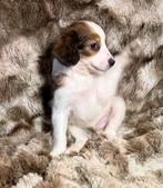 Kooiker pup, 8 tot 15 weken, CDV (hondenziekte), Eén hond, Nederland