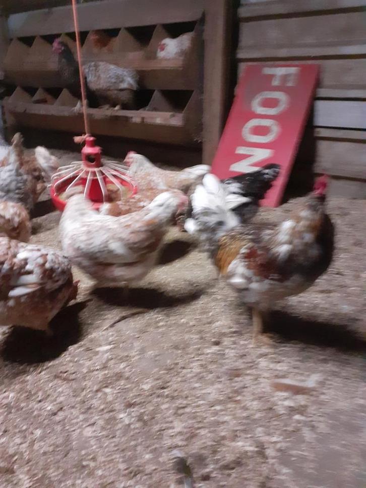 Broedeieren zweedse bloem kippen, Dieren en Toebehoren, Pluimvee, Kip, Geslacht onbekend