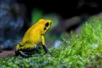 Phyllobates Bicolor koppel, Dieren en Toebehoren, Reptielen en Amfibieën, Amfibie, 0 tot 2 jaar