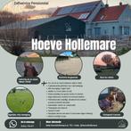 Stal vrij op kleinschalige pensionstal in Zwartewaal, Dieren en Toebehoren, Stalling en Weidegang, Weidegang, 1 paard of pony