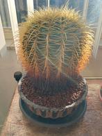 Kamerplant schoonmoederstoel / bolcactus 23 cm hoog excl pot, Huis en Inrichting, Kamerplanten, Cactus, Minder dan 100 cm, Ophalen of Verzenden