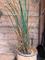 Pol nepgras gras riet kunstplant plant, Ophalen of Verzenden