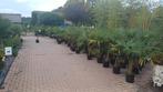 Trachycarpus fortunei, Tuin en Terras, Planten | Tuinplanten, Ophalen, Overige soorten, Halfschaduw