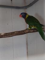 Groennek lori, Dieren en Toebehoren, Vogels | Parkieten en Papegaaien, Mannelijk, Papegaai, Geringd