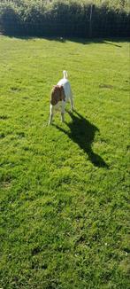 Boergeit, Dieren en Toebehoren, Schapen, Geiten en Varkens, Mannelijk, Geit