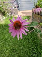 Zonnehoed roze €1., Ophalen of Verzenden, Voorjaar, Halfschaduw, Zaad