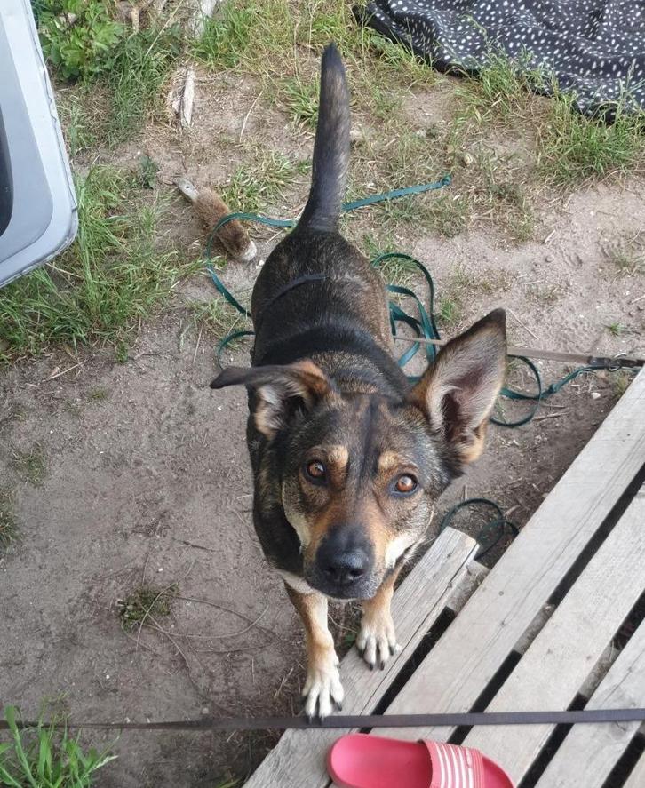 Hond Otter, zoekt fijn nieuw thuis |Rugzakje | Teefje | 20kg, Dieren en Toebehoren, Honden | Niet-rashonden, Middel, Teef, Particulier