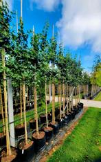 Ginkgo biloba Japanse notenboom 🌳🌿, Ophalen, Overige soorten