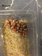 Nakweek 2025 lampropeltis hondurensis, Slang, 0 tot 2 jaar