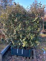 Eleagnus kant en klaar haag groenblijvend sterke plant, Tuin en Terras, Planten | Struiken en Hagen, Ophalen of Verzenden, Overige soorten