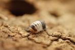 Allerlei isopods