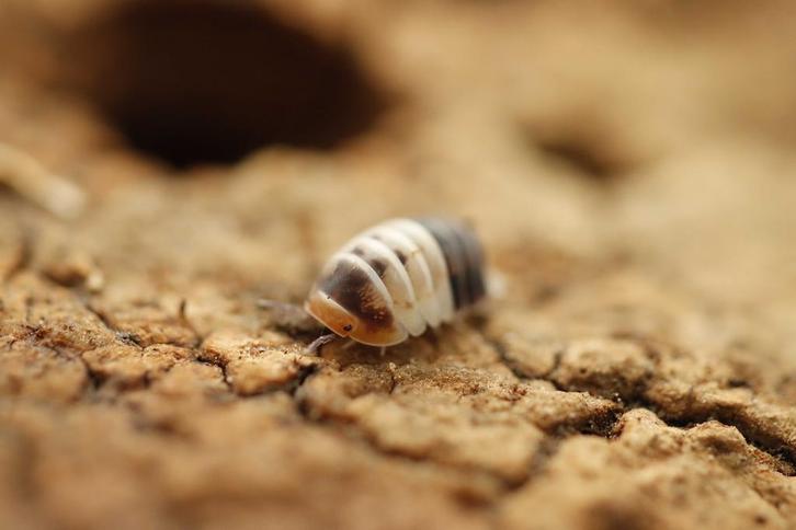 Allerlei isopods, Dieren en Toebehoren, Insecten en Spinnen
