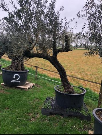 ️❗️Actie️️️️️❗️ Tekoop olijfboom Olea europea beschikbaar voor biedingen