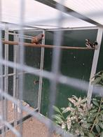 Koppel charcoal zebravinken, Dieren en Toebehoren, Meerdere dieren, Tropenvogel, Geringd