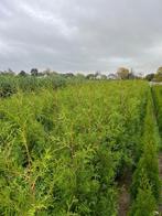 Thuja occidentalis ‘Brabant’  sterke wintergroene cornifeer, Bloeit niet, Halfschaduw, 100 tot 250 cm, Overige soorten
