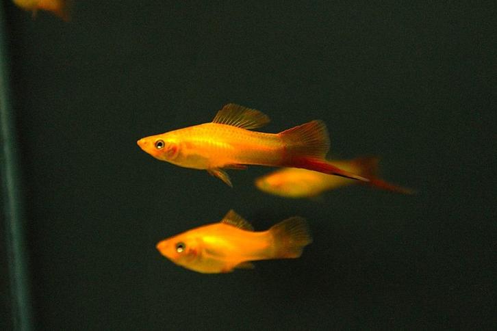 Zwaarddrager marigold (Xiphophorus helleri), Dieren en Toebehoren, Vissen | Aquariumvissen, Zoetwatervis, Vis