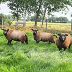 Texelaar rammen, wit en blauw, Dieren en Toebehoren, Schapen, Geiten en Varkens, Mannelijk, Schaap, 0 tot 2 jaar