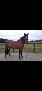 Lease paard, Ruiter of Bijrijder