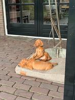 Prachtige Vizsla pups, Overige rassen, CDV (hondenziekte), 8 tot 15 weken, Meerdere
