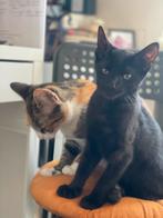 Lieve kater met moeder (inkl kattenbak), apart kan ook, Dieren en Toebehoren, Kater, Ontwormd