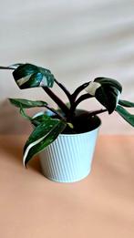 Philodendron Red Anderson, Ophalen of Verzenden, Overige soorten, Minder dan 100 cm