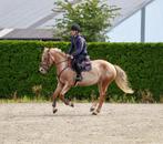 Verschillende chique paarden en pony’s te koop., Dieren en Toebehoren, Paarden, Springpaard, Gechipt, Ruin, 3 tot 6 jaar