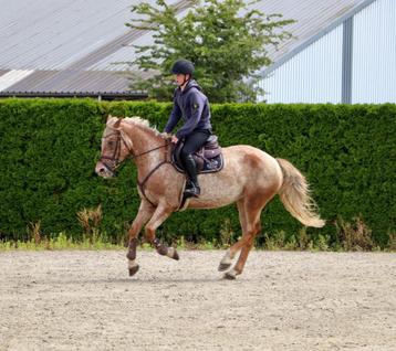 Verschillende chique paarden en pony’s te koop.  beschikbaar voor biedingen
