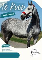 Mooie e pony te koop, Dieren en Toebehoren, Pony's, Gechipt, L, 7 tot 10 jaar, Recreatiepony