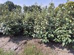 Olijfwilg haagplanten in alle soorten en maten, Ophalen of Verzenden, Overige soorten, Haag, 100 tot 250 cm