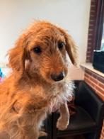 Wegens annulering lieve pup Maltipoo met Teckel., Dieren en Toebehoren, Poedel, Nederland, Reu, CDV (hondenziekte)